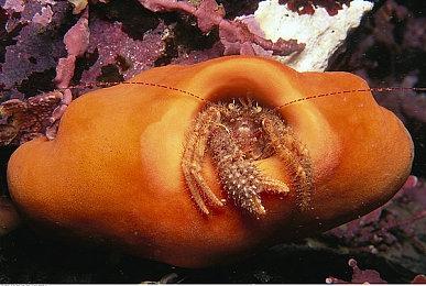 《我的世界》或将推出即时战略玩法衍生作品